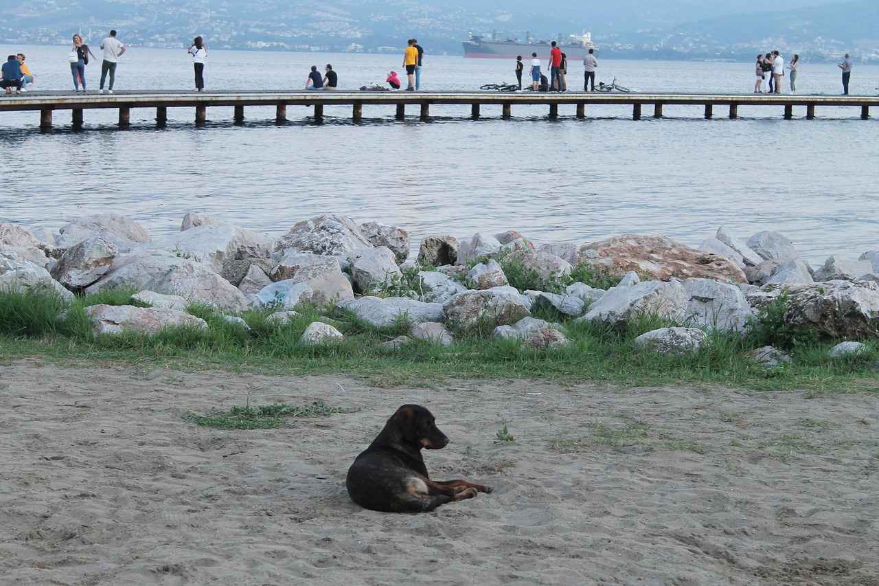Çocuklar İçin Sinema Seçenekleri Neler?