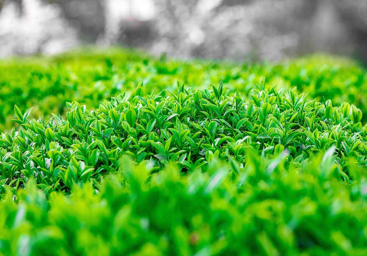 Şişli'de Gönüllü Olmanın Avantajları