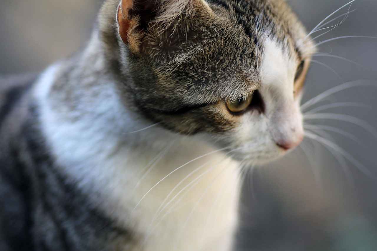 Bisiklet/Scooter
