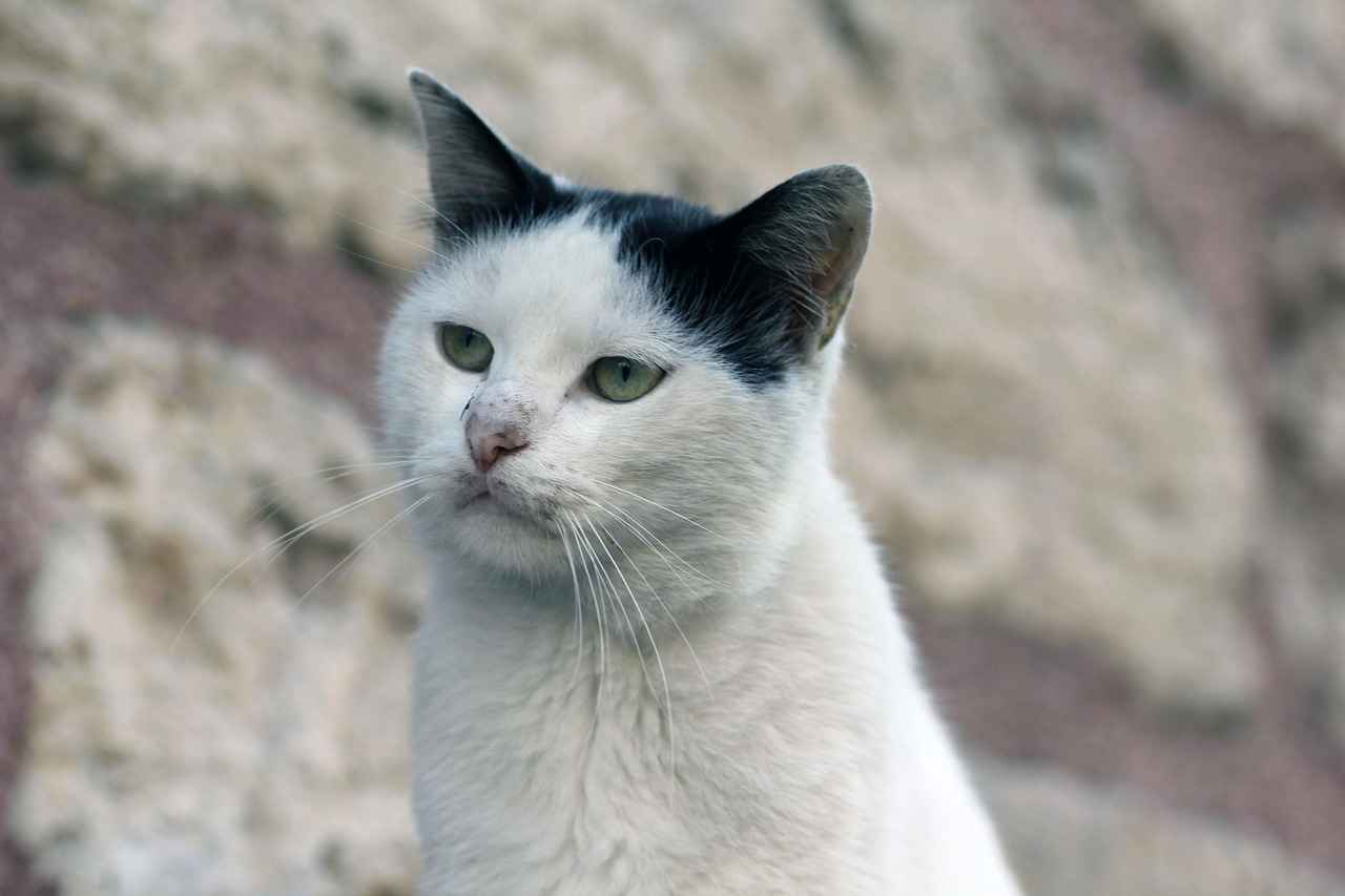 Özel Araç