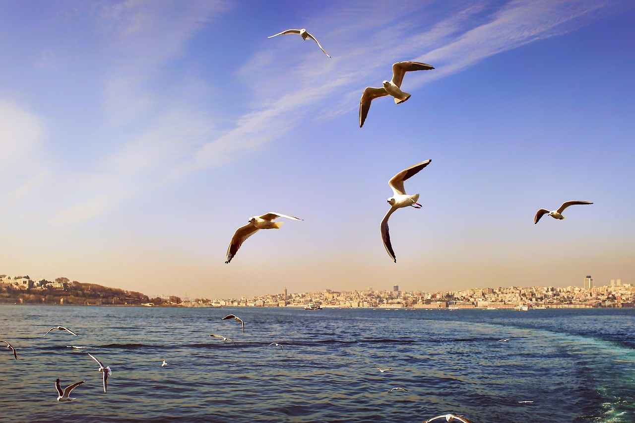 Sonuç
