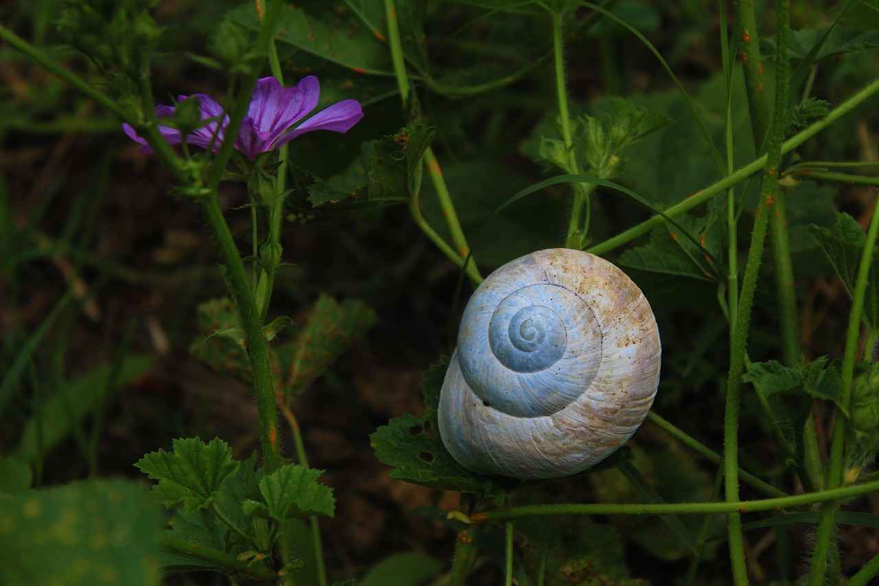 Yerel Halkın Tavsiyeleri