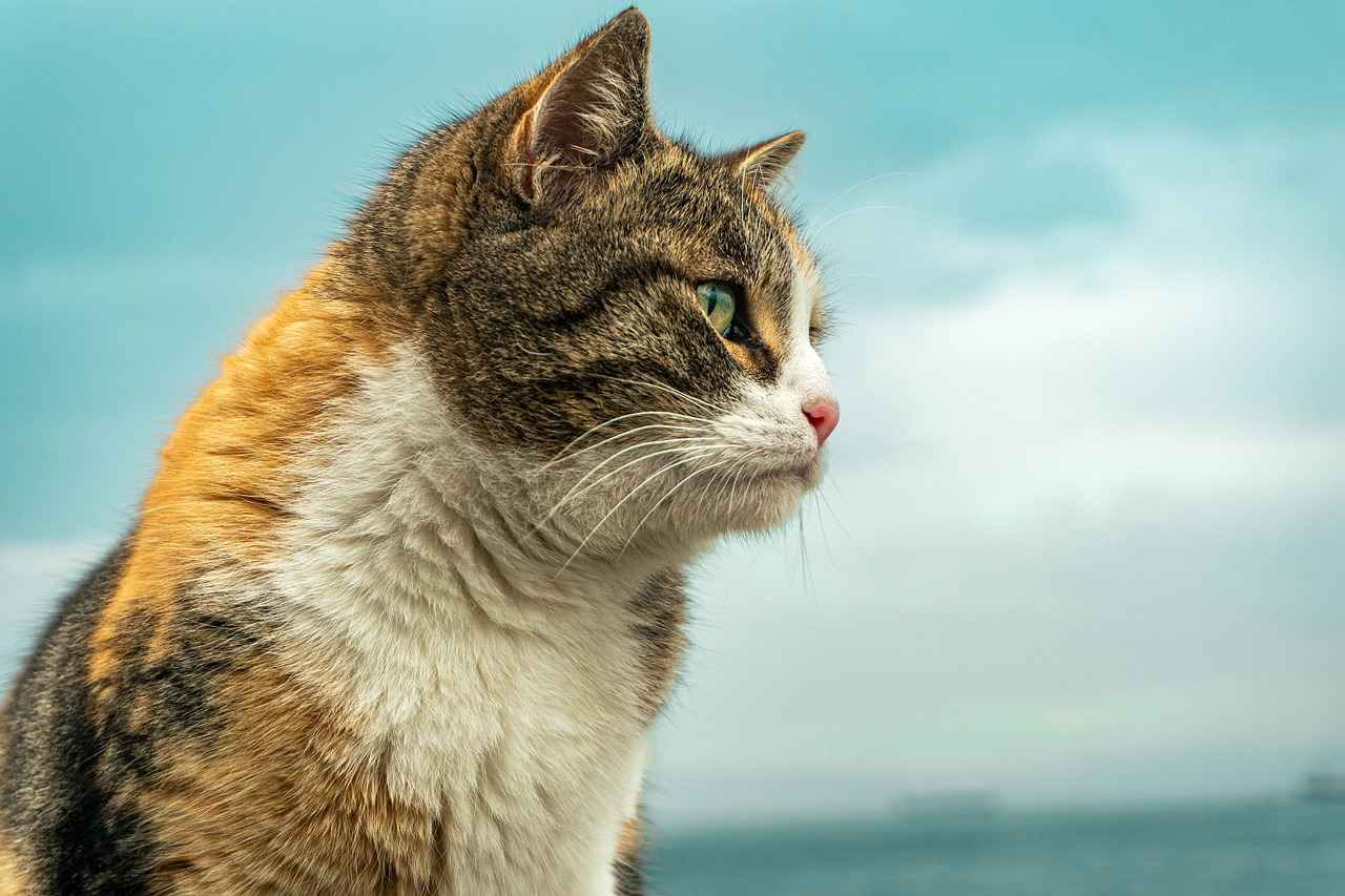 Şişli'deki Başlıca İşletmeler Nelerdir?