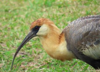 Ibis Şişli Oteli: Konforlu ve Uygun Fiyatlı Konaklama Seçenekleri
