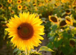 Radison Blu Şişli Otelinde Konaklamanın Benzersiz Ayrıcalıkları